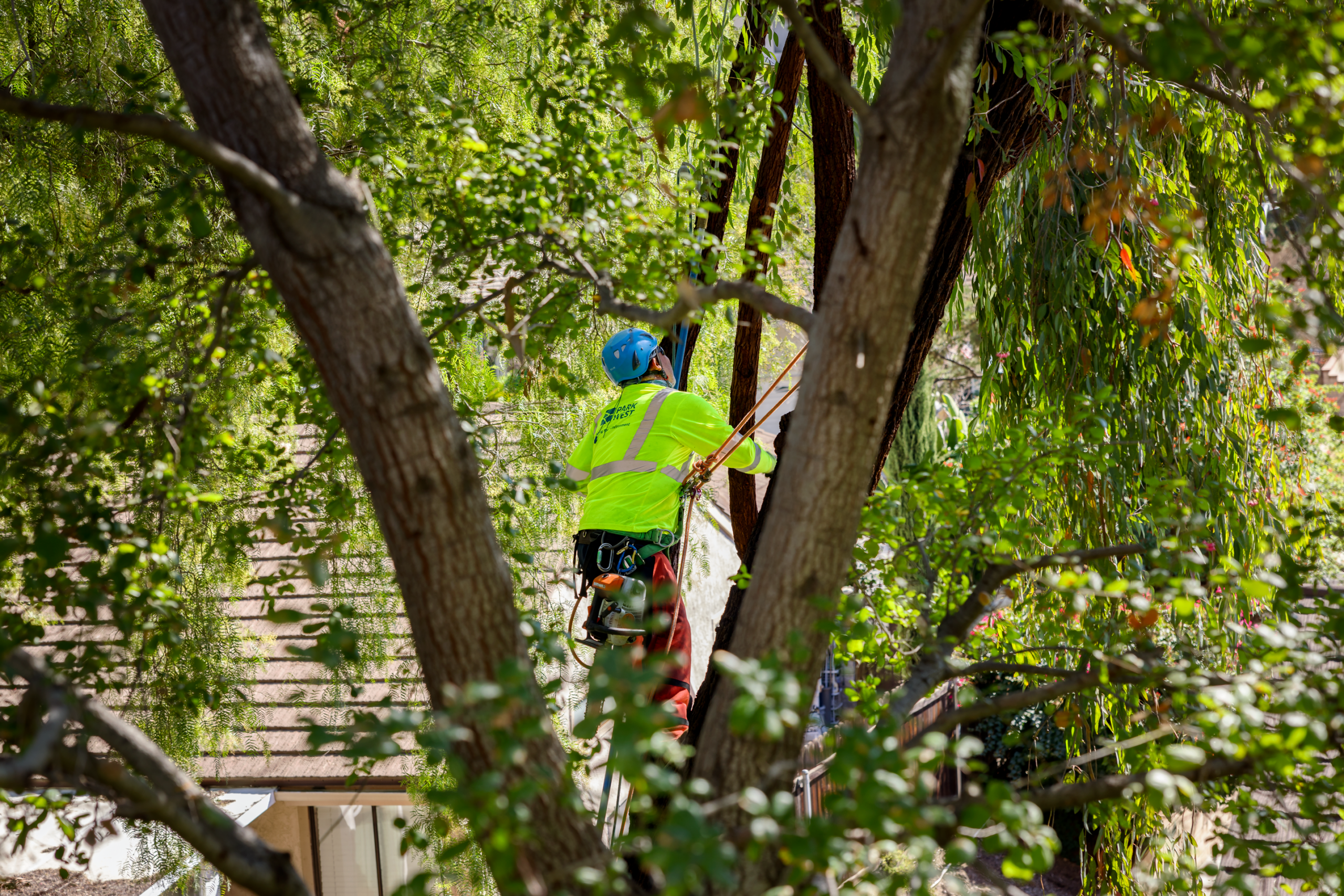 tree service near me